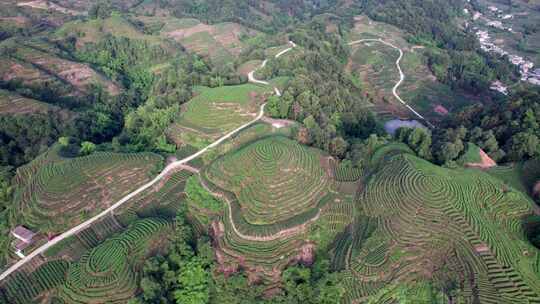 四川雅安市名山区大地指纹茶园茶山白昼航拍