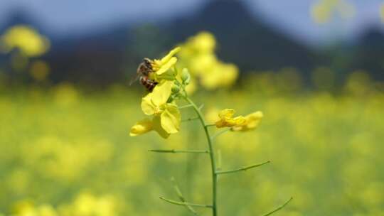 春天蜜蜂在盛开油菜花上采蜜视频素材模板下载