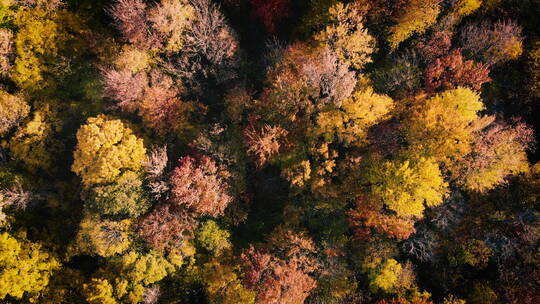 航拍秋天森林景观
