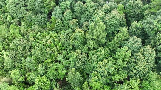 松树林俯拍树林航拍森林绿色植被山间林地