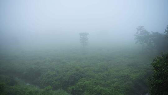 雾，薄雾，雨林，风景