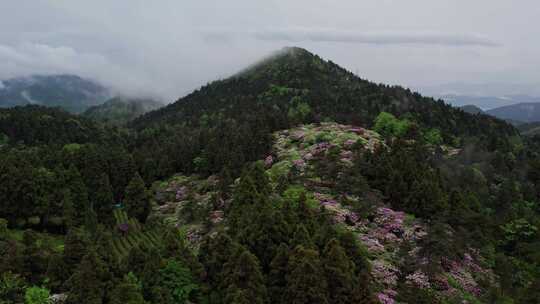 天台华顶杜鹃