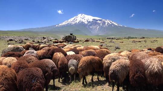 背景是雪山的棕色羊群