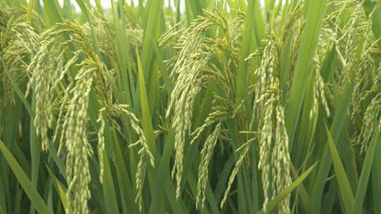 水稻五常大米稻穗随风摆动