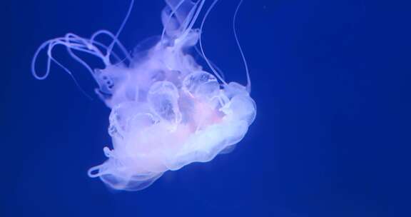 蓝色海洋中的水母海洋生物在水中游动