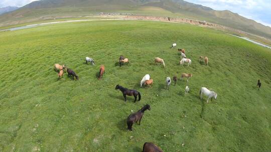 4K穿越机fpv航拍新疆巴音布鲁克草原羊群