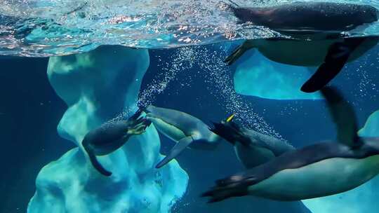 海洋馆里的企鹅在游泳视频素材模板下载