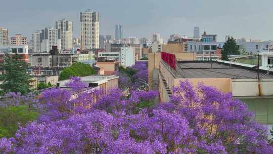 昆明蓝花楹