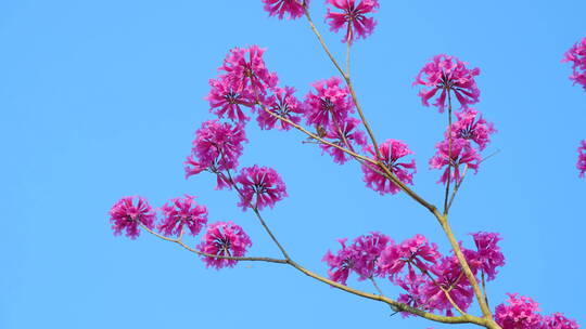 春天春暖花开仰视树林紫花风铃木满树红花