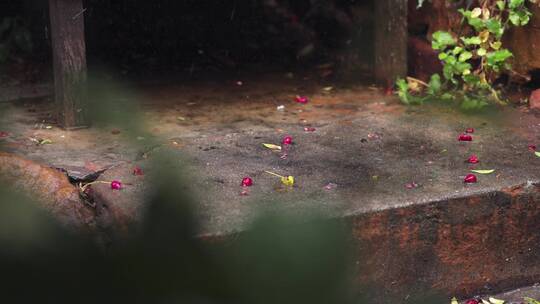 雨水拍打在水泥地上残花散落一地