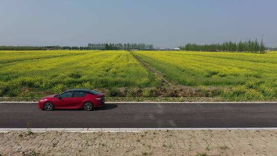 上海 崇明岛 汽车 旅拍 风景 树林视频素材模板下载