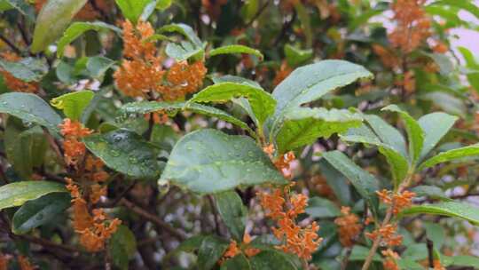 雨中桂花 金秋 金色桂花 4030