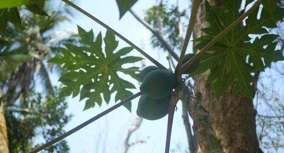 木瓜树-海南生长-4k