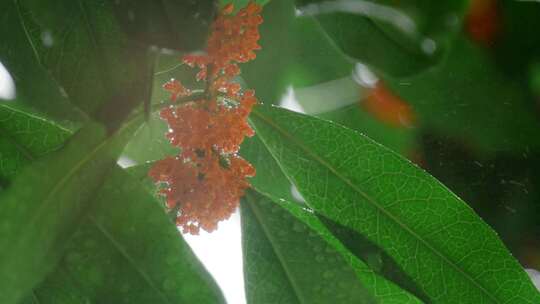 下雨桂花微距桂花树