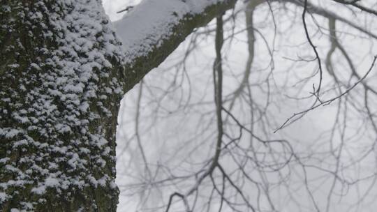 森林中白雪覆盖的树木