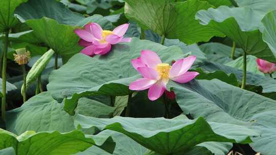 山东省荣成市大疃镇荷花苑夏季风光