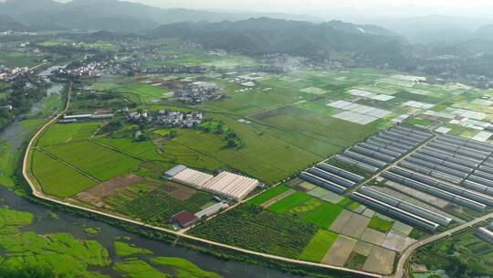 水稻稻田