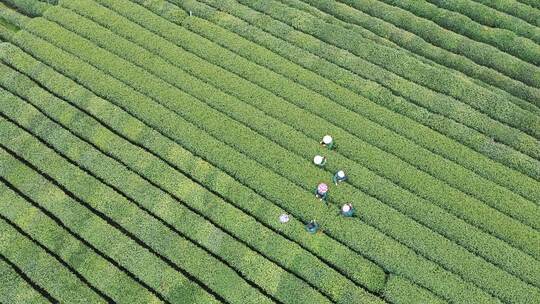 茶叶茶山采茶茶园茶叶红茶绿茶春茶茶叶茶