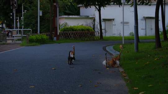 一群流浪猫