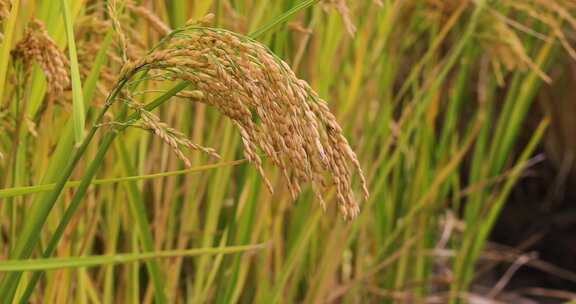 秋天稻田稻子水稻稻穗特写