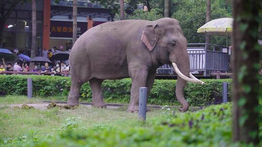 动物园大象视频素材模板下载