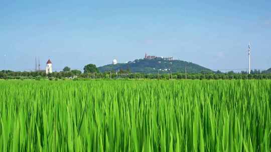 上海佘山旅游度假区农田美景视频素材模板下载