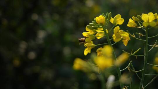 中都油菜花