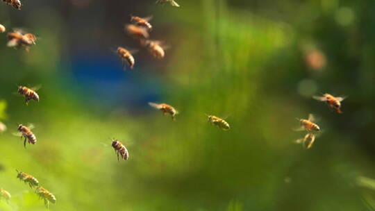蜜蜂群飞舞慢镜头特写