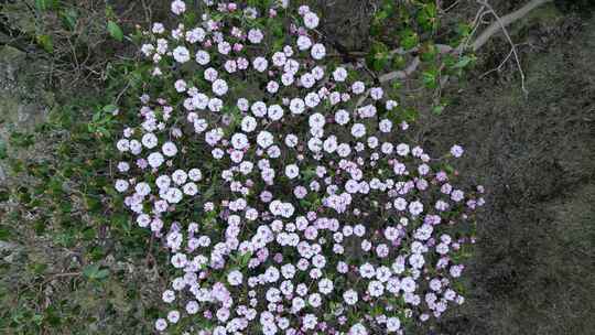 高山杜鹃花