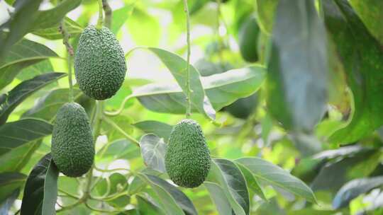 农业种植园鳄梨哈斯牛油果挂在树上