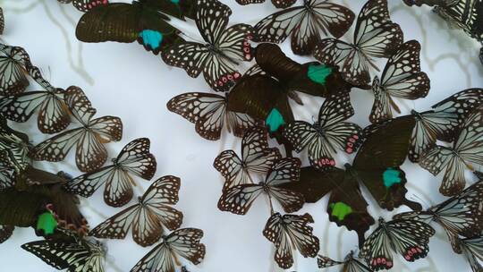 生态好看的美丽蝴蝶标本