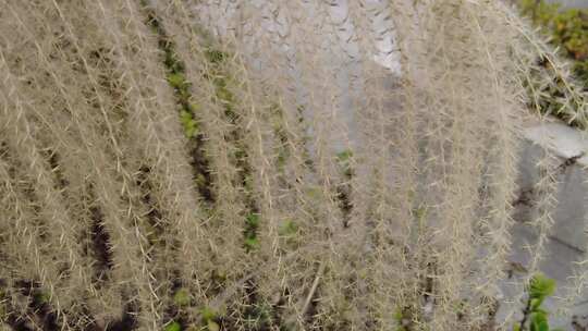 枯萎芦苇植物实拍