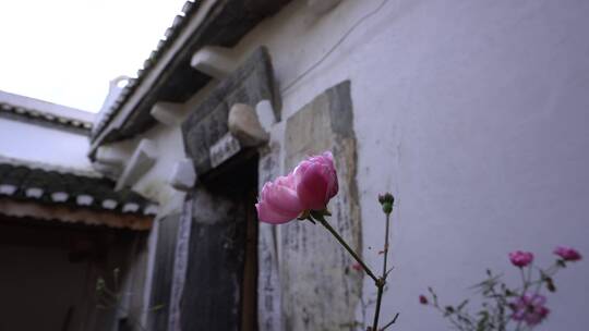 老建筑寺庙门头大堂月季花粉花