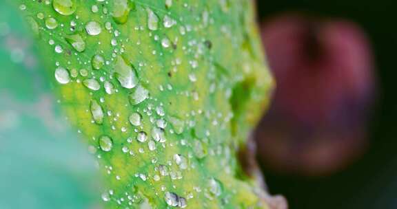 雨后荷叶上的露水珠