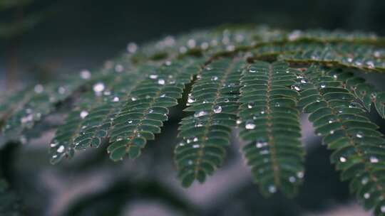 蕨类植物叶子上的雨滴特写