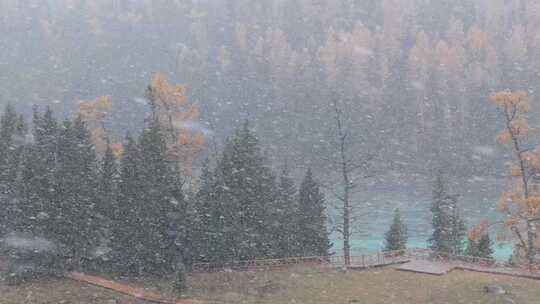 航拍大雪纷飞的新疆喀纳斯河畔秋色