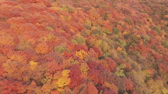 航拍秋季漫山遍野的红叶4K素材