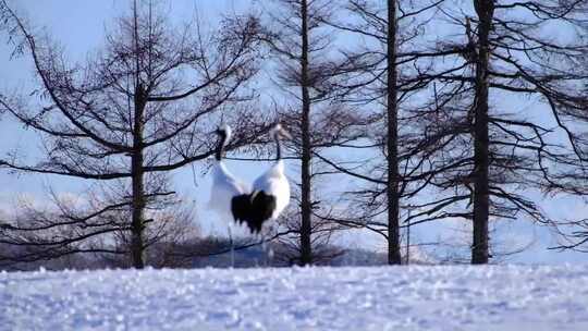 林中雪地上的仙鹤视频素材模板下载