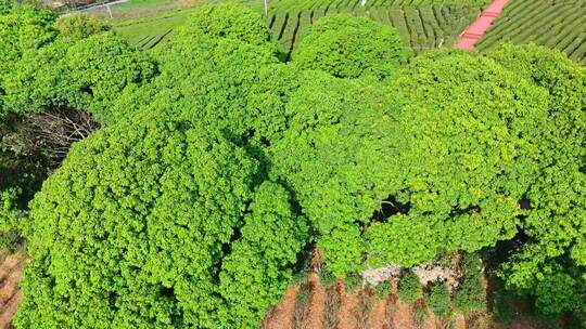 航拍清晨阳光照射下惠州博罗柏塘茶叶种植园