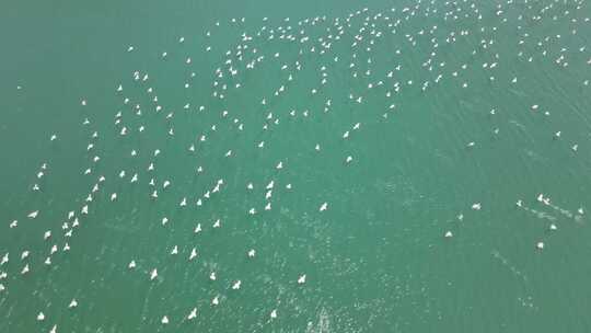 海鸟 海鸥 群鸟大海飞翔视频素材模板下载