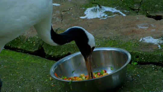 动物园丹顶鹤仙鹤吃饭喂食