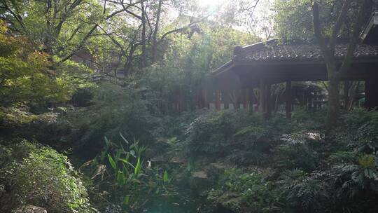 杭州西湖景区曲院风荷风景