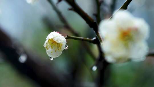 春天下雨天梅花花朵上的雨水雨滴雨珠