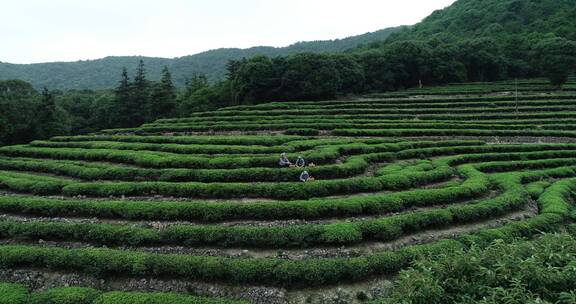 茶园 茶叶 茶 茶山 茶文化