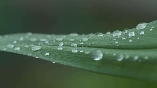 春天清晨黄花菜叶上的露珠