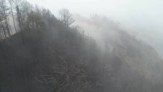 重庆山火后，北碚缙云山迎来降雨，云雾缭绕