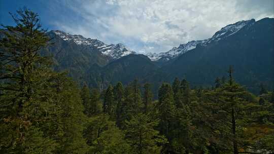 高原原始森林高山上的树林生态系统