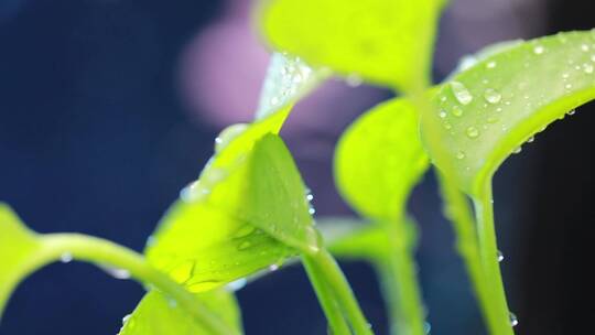 旋转的植物盆栽
