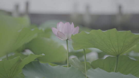 风中的荷花荷叶