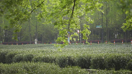 茶茶叶红茶艺采茶泡茶红茶山春茶道茶园农业